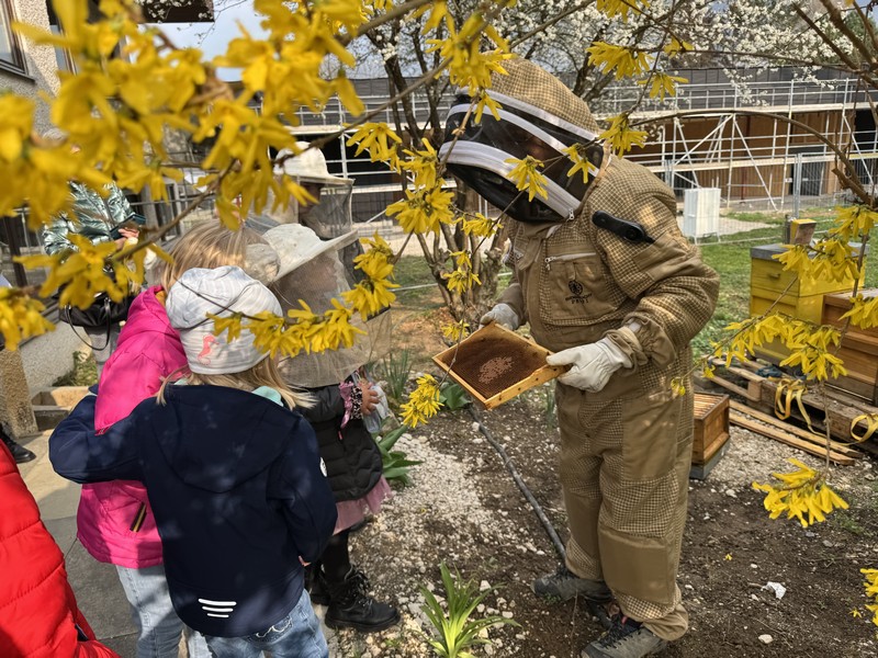 Bienen, ein wichtiger Teil unserer Schöpfung